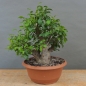 Preview: Prunus cerasifera, Mirabelle, vorn