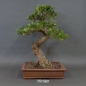 Preview: Halbzimmerbonsai - Olea europaea - Wilde Olive 10
