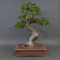 Preview: Bonsai, Crataegus laevigata, Weissdorn