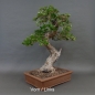 Preview: Bonsai, Crataegus laevigata, Weissdorn