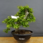 Preview: Carpinus Hainbuche Weissbuche