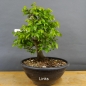 Preview: Carpinus Hainbuche Weissbuche
