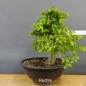 Preview: Carpinus Hainbuche Weissbuche