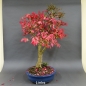 Preview: Euonymus alatus, Bonsai