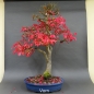 Preview: Euonymus alatus, Bonsai