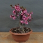 Preview: Prunus persica, Spring Glory, Zierpfirsisch