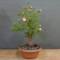 Preview: Potentilla, Fingerstrauch, Rohling