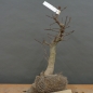 Preview: Prunus padus, Traubenkirsche, Bonsai