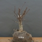 Preview: Prunus padus, Traubenkirsche, Bonsai
