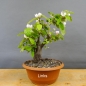 Preview: Pre-Bonsai, Quitte