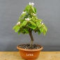 Preview: Pre-Bonsai, Quitte