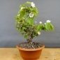 Preview: Pre-Bonsai, Quitte