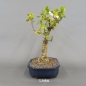 Preview: Goldjohannisbeere, Ribes aureum