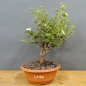 Preview: Potentilla, Fingerstrauch, Bonsai