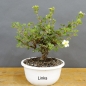 Preview: Potentilla, Fingerstrauch, Bonsai