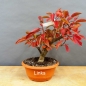 Preview: Prunus padus, Traubenkirsche, Bonsai