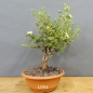Preview: Potentilla, Fingerstrauch, Bonsai
