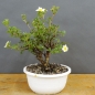 Preview: Potentilla, Fingerstrauch, Bonsai