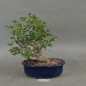 Preview: Rotdorn, Bonsai, hinten