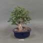 Preview: Rotdorn, Bonsai, links