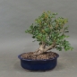 Preview: Rotdorn, Bonsai, vorn