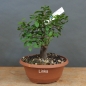Preview: Prunus spinosa, Schlehdorn
