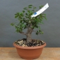Preview: product image