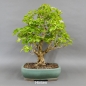 Preview: Bonsai Gemeiner Schneeball
