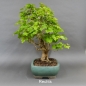 Preview: Bonsai Gemeiner Schneeball