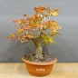 Preview: Gemeiner Schneeball, Viburnum
