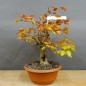 Preview: Gemeiner Schneeball, Viburnum