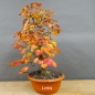 Preview: Gemeiner Schneeball, Viburnum