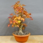 Preview: Gemeiner Schneeball, Viburnum