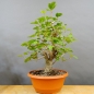 Preview: product image
