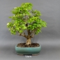 Preview: Bonsai Gemeiner Schneeball