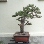 Preview: Bonsai, Pinus nigra
