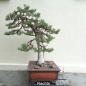 Preview: Bonsai, Pinus nigra
