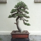Preview: Bonsai, Pinus nigra