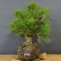 Preview: Pinus nigra Schwarzkiefer