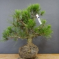 Preview: Pinus nigra Schwarzkiefer