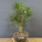 Preview: Pinus nigra Schwarzkiefer