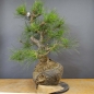 Preview: Pinus nigra Schwarzkiefer