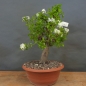 Preview: Prunus mahaleb, Steinweichsel, Bonsai