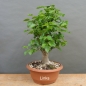 Preview: Prunus mahaleb, Steinweichsel, Bonsai