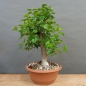 Preview: Prunus mahaleb, Steinweichsel, Bonsai