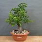 Preview: Prunus mahaleb, Steinweichsel, Bonsai
