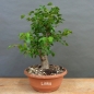 Preview: Prunus mahaleb, Steinweichsel, Bonsai