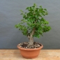 Preview: Prunus mahaleb, Steinweichsel, Bonsai