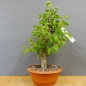 Preview: Prunus mahaleb, Steinweichsel, Bonsai