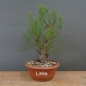 Preview: Pre-Bonsai,Tamarix, parviflora, Tamariske